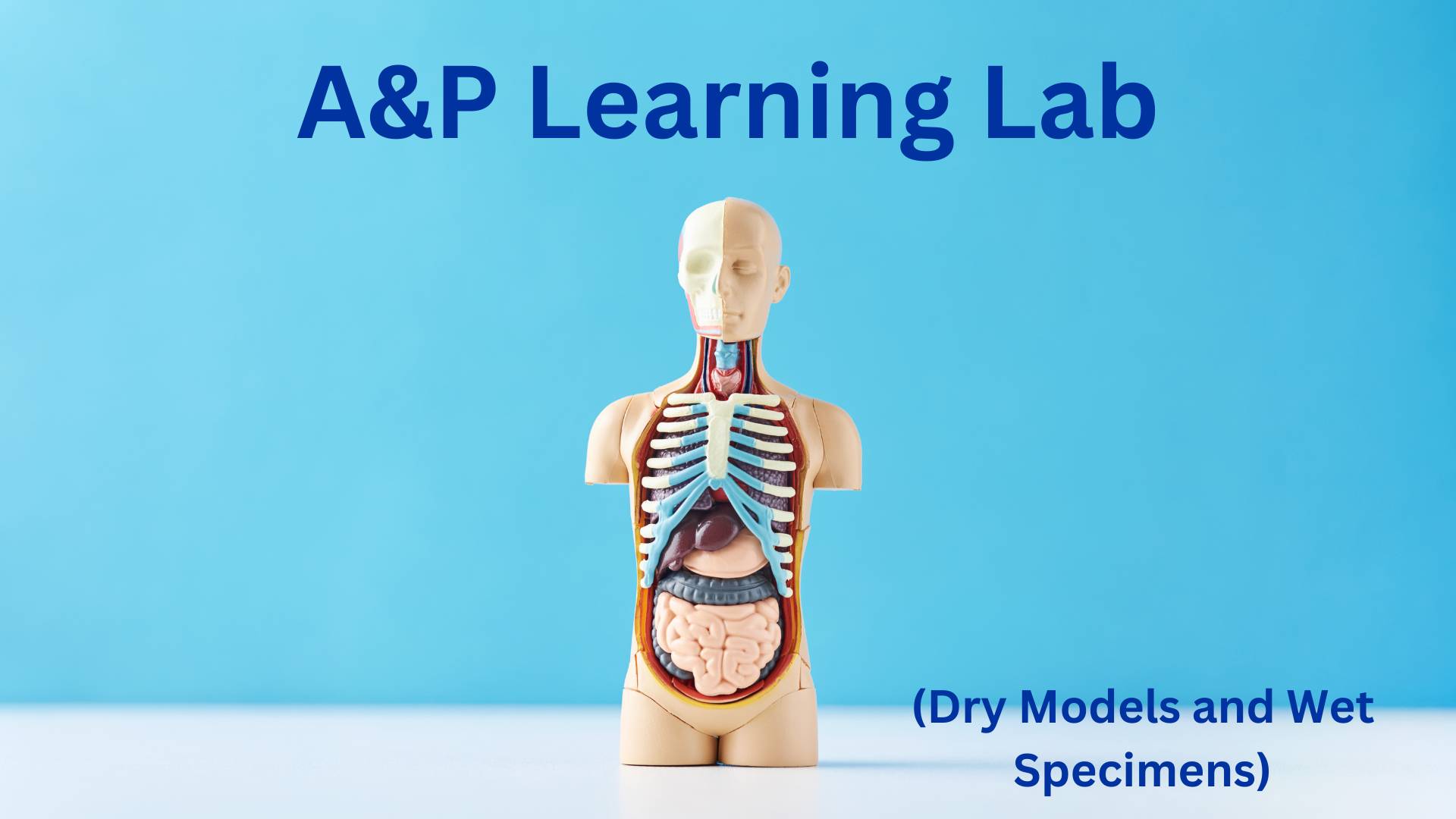A&P Learning Lab
